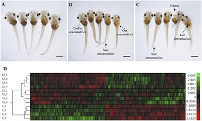 Transcriptome Analysis Reveals That Naphthenic Acids Perturb Gene Networks Related to Metabolic Processes, Membrane Integrity, and Gut Function in Silurana (Xenopus) tropicalis Embryos